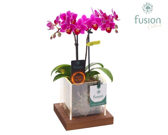 <h4>Acryl bakje met Phalaenopsis</h4>