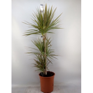 Dracaena marg. 'Bicolor'