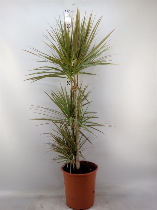<h4>Dracaena marg. 'Bicolor'</h4>