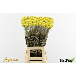 Craspedia Paintball Pop