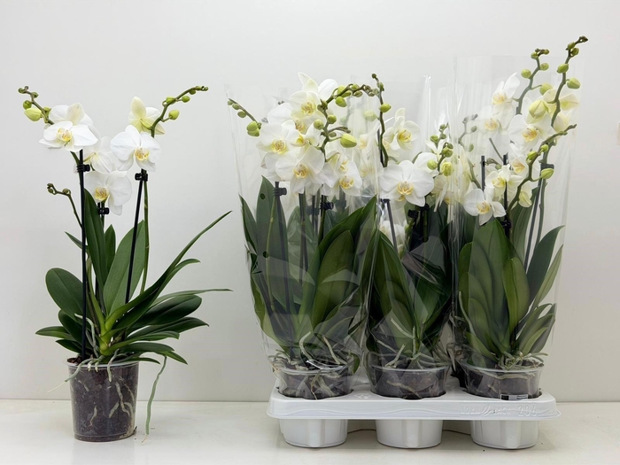 <h4>PHAL CHRISTEL 2</h4>