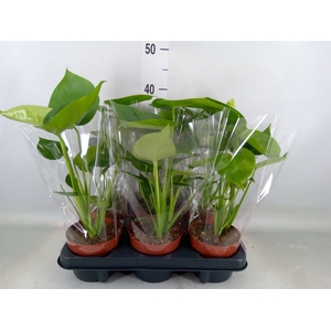 Monstera   ...