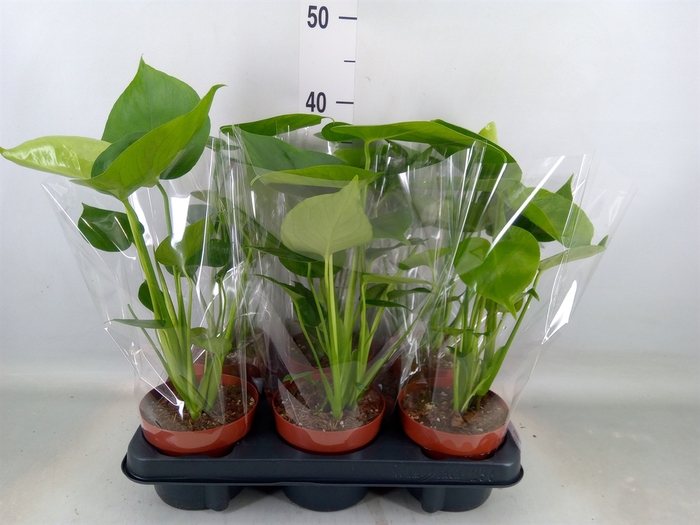 <h4>Monstera   ...</h4>