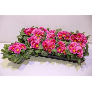 arr8 Prim Ac Apfelb Revol