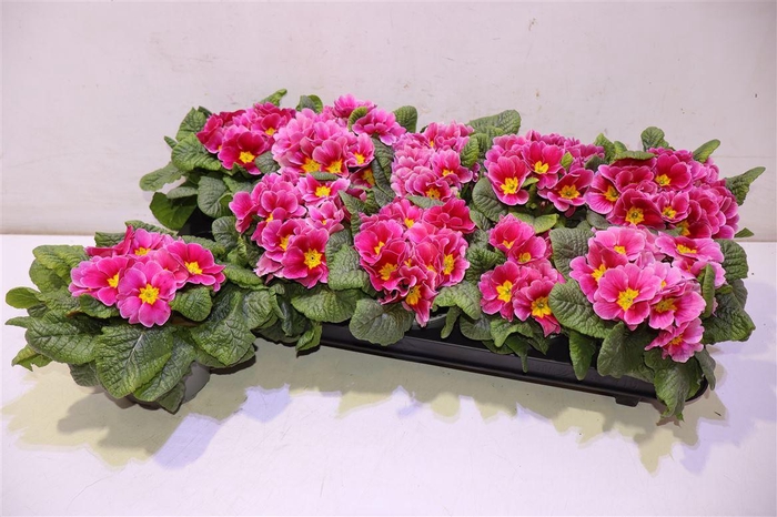 <h4>arr8 Prim Ac Apfelb Revol</h4>