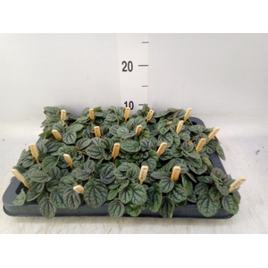 Peperomia