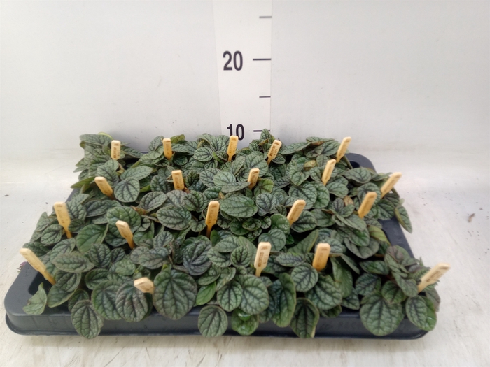 <h4>Peperomia</h4>