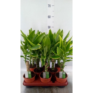 Dracaena frag. 'Golden Coast'