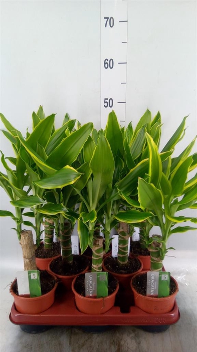 <h4>Dracaena frag. 'Golden Coast'</h4>