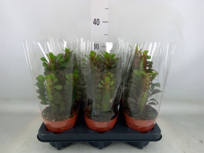 <h4>Euphorbia trigona 'Rubra'</h4>