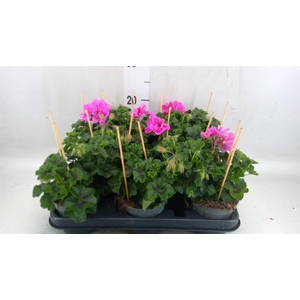 Pelargonium pelt.   ...