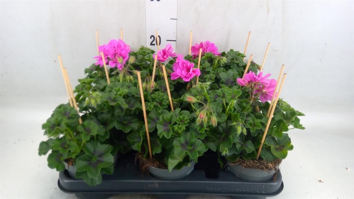 <h4>Pelargonium pelt.   ...</h4>
