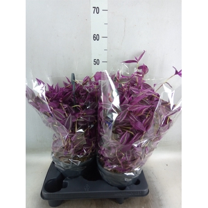 Tradescantia zebr. 'Pink Paradise'