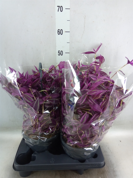 <h4>Tradescantia zebr. 'Pink Paradise'</h4>