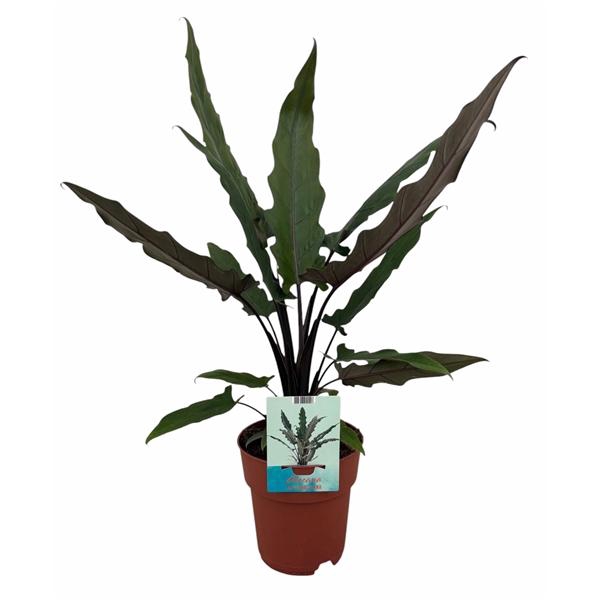 Alocasia Lauterbachiana