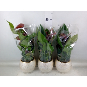 Anthurium andr. 'Essencia'