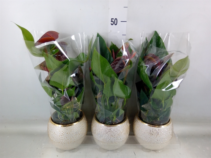 <h4>Anthurium andr. 'Essencia'</h4>