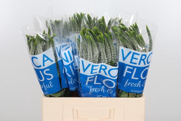 <h4>Veronica Caya Wit</h4>