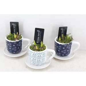 arr4 Muscari RN - Dutch Delight cups