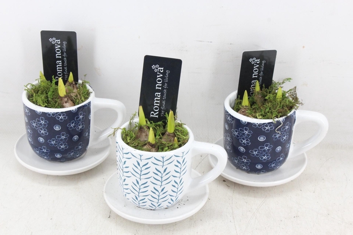 <h4>arr4 Muscari RN - Dutch Delight cups</h4>