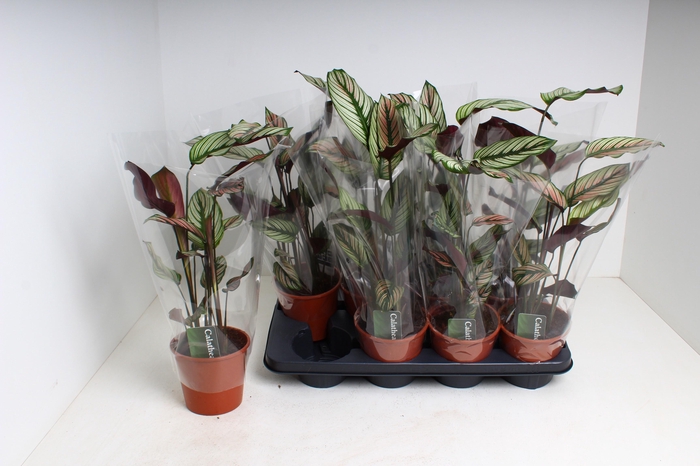 <h4>CALAT MA WHITESTAR</h4>