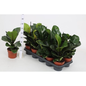 Ficus lyrata Bambino 12Ø 40cm 1pp