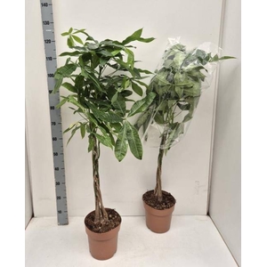 PACHIRA AQUATICA