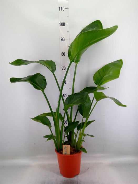 <h4>Strelitzia nicolai</h4>