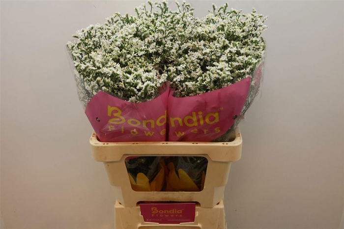 <h4>LIM SIN CHINA WHITE</h4>