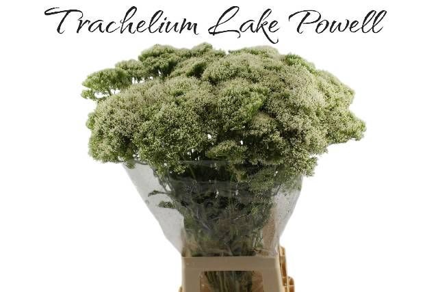 <h4>TRACH LAKE POWELL</h4>