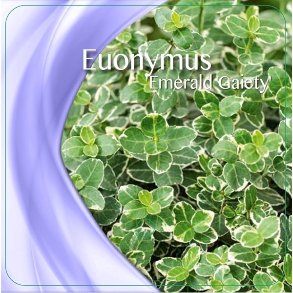 <h4>Euonymus fort. 'Emerald Gaiety' P17</h4>