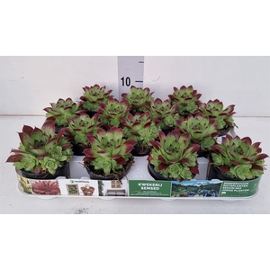 Sempervivum   ...