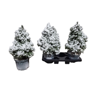 PICEA GL CONICA