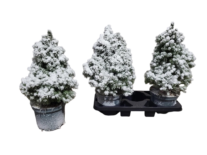 <h4>PICEA GL CONICA</h4>