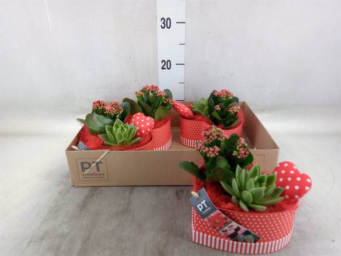 <h4>Arr.   Planten L%</h4>