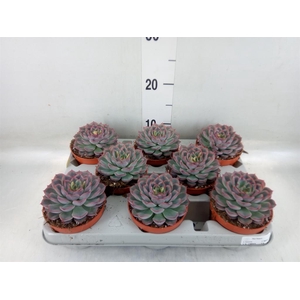 Echeveria  'Hercules'