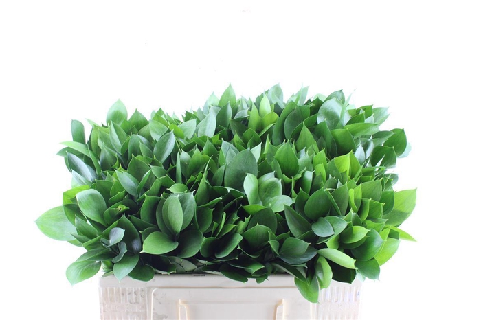 <h4>Ruscus Hypophyllum</h4>