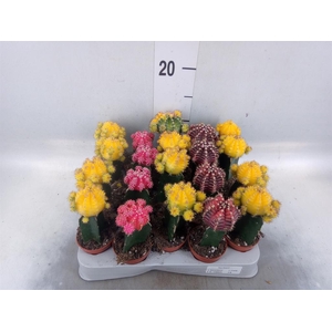 Gymnocalycium mihanov. 'Japan'  mix
