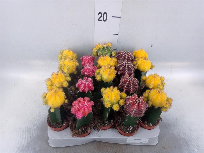 <h4>Gymnocalycium mihanov. 'Japan'  mix</h4>