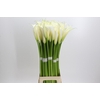 Zantedeschia Eydolls White