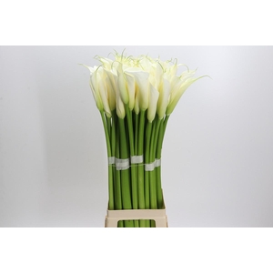 Zantedeschia Eydolls White