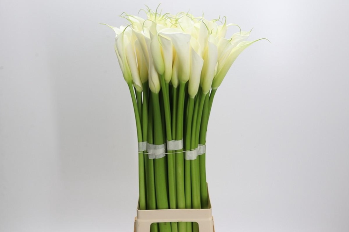 <h4>Zantedeschia Eydolls White</h4>