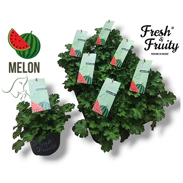 <h4>Pel. Fresh&Fruity® Melon Fresh</h4>