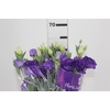 LISIANTHUS ROSITA III BLUE ROXO 060 CM