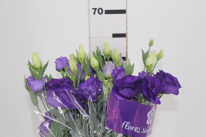 LISIANTHUS ROSITA III BLUE ROXO 060 CM