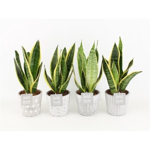 Sansevieria trifasciata Futura Superba in Star Pot