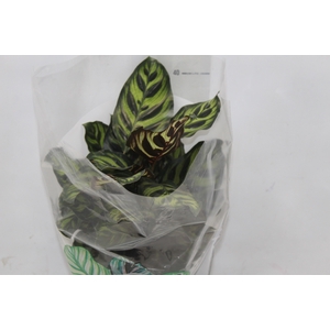 CALATHEA MAKOYAMA P17