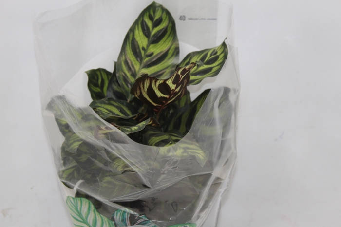 <h4>CALATHEA MAKOYAMA P17</h4>