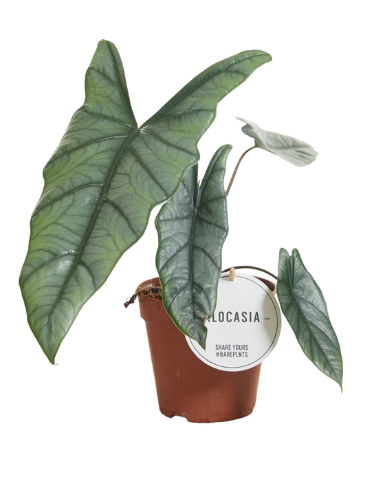 Alocasia