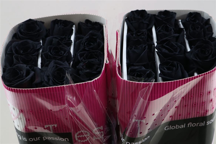 <h4>R Gr Tinted Black On Red</h4>